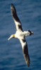 Avatar de albatrosmx